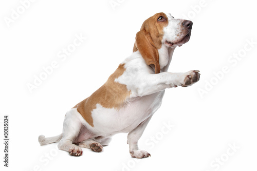 Slika na platnu basset hound
