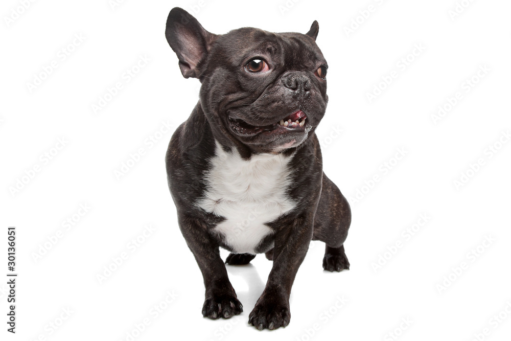 French Bulldog isolated on white French Bulldog isolated on white