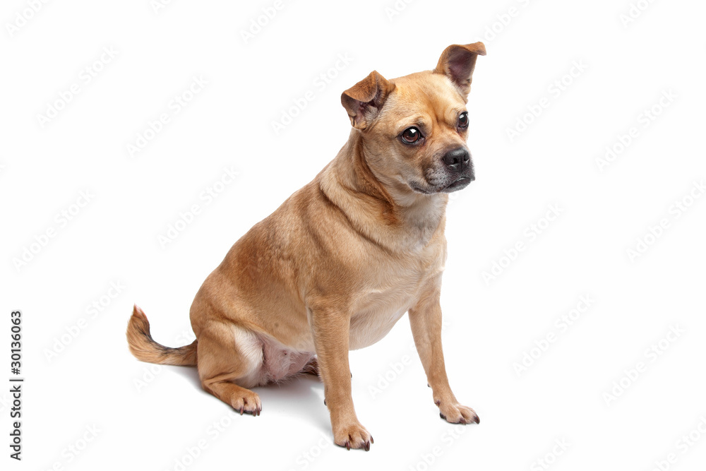 mixed breed dog mixed breed dog