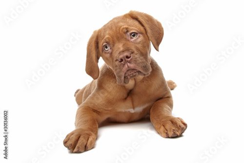 Dogue de Bordeaux  Bordeaux Mastiff