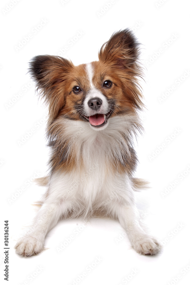 papillon or Butterfly Dog