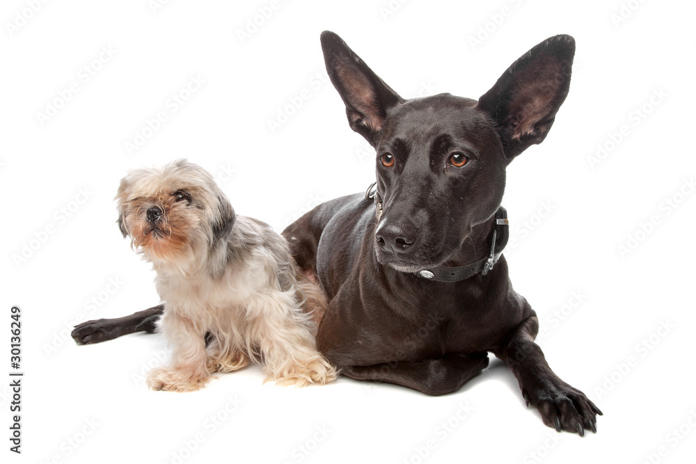 a small and a big dog isolated on a white background