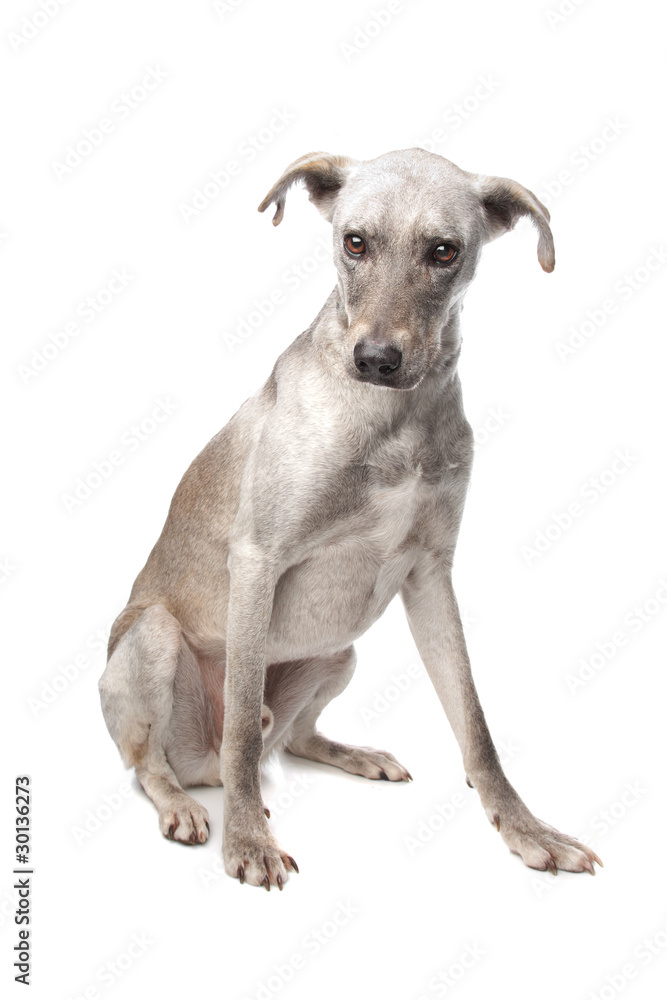 mixed breed dog mixed breed dog