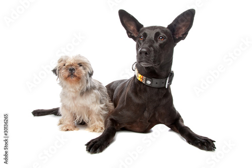a small and a big dog isolated on a white background