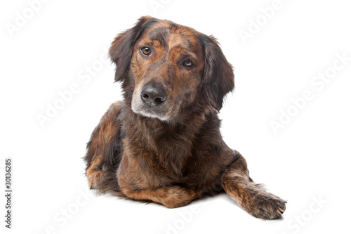 Vászonkép mixed breed dog