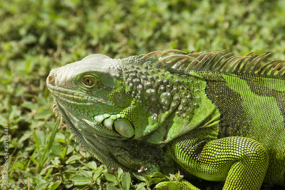 Obraz premium Green Igauna 2