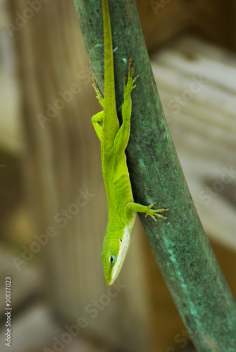 Green Lizard 2