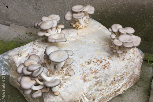 Vászonkép oyster mushroom cultivation