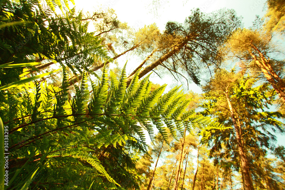 The fern close up and trees in the forest The fern close up and trees in the forest