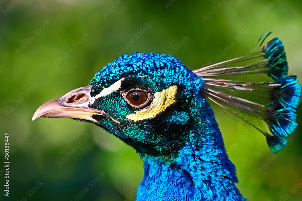 Indian peacock head on the green background Indian peacock head on the green background