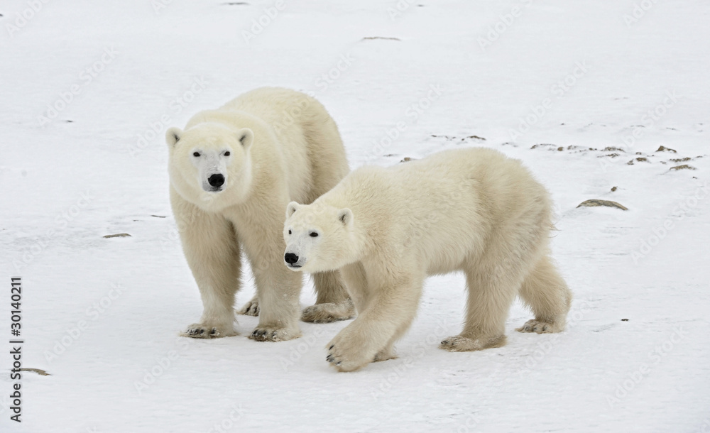 Two polar bears. Two polar bears.