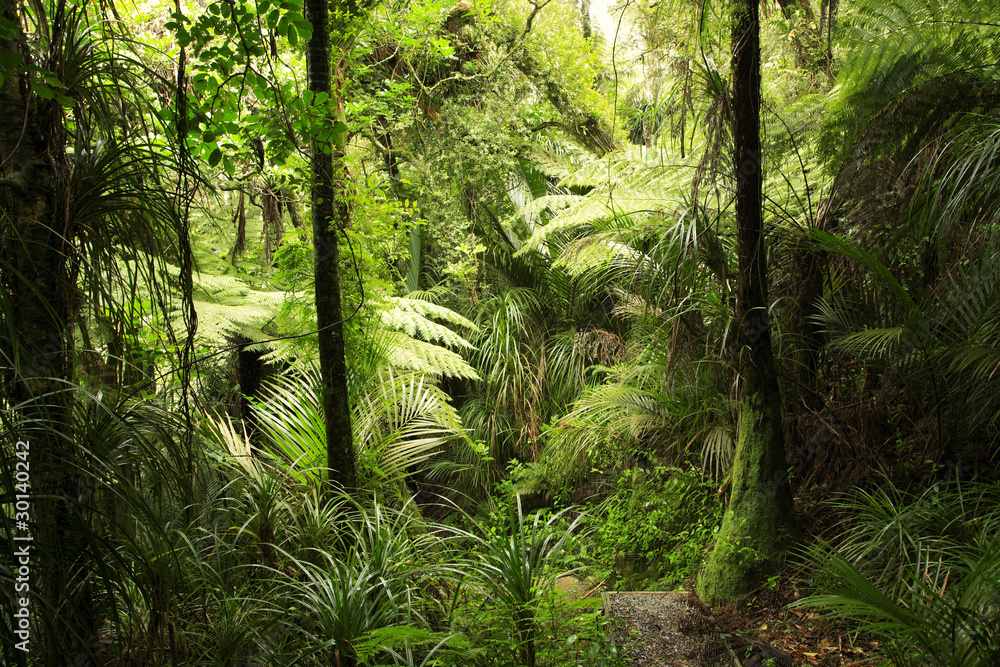 Naklejka premium Tropical forest
