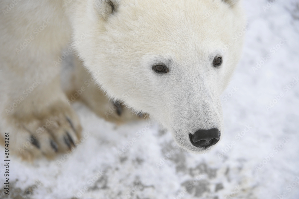 Portrait of a polar bear. Portrait of a polar bear.