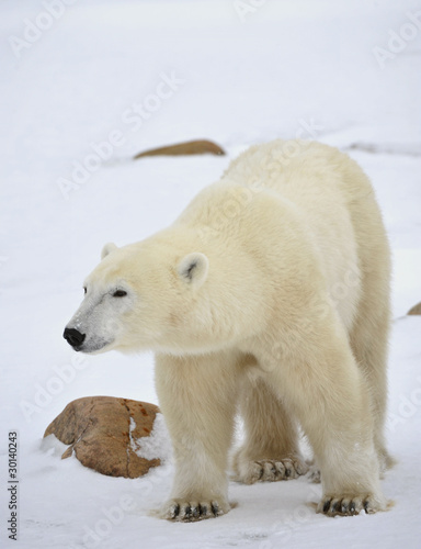 Portrait of a polar bear.