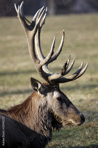 Fototapeta Naklejka Na Ścianę i Meble -  Rothirsch - Red Deer