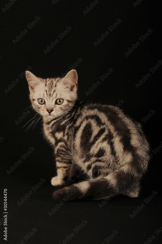 BRITISH SHORTHAIR