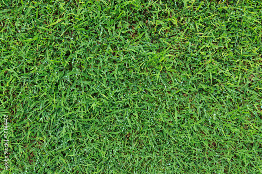 Close-up image of fresh spring green grass Close-up image of fresh spring green grass