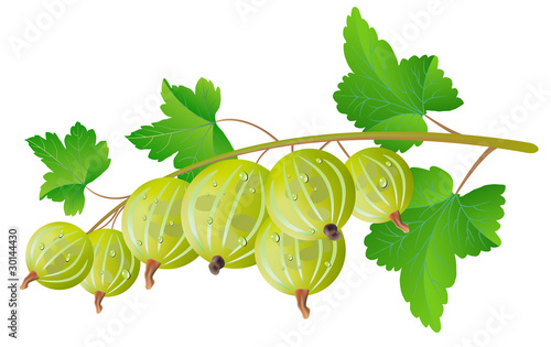 Photography Green gooseberry
