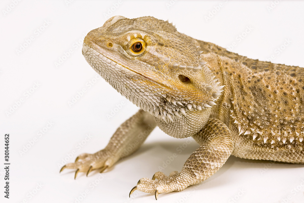 Naklejka premium Bearded Agama,Dragon