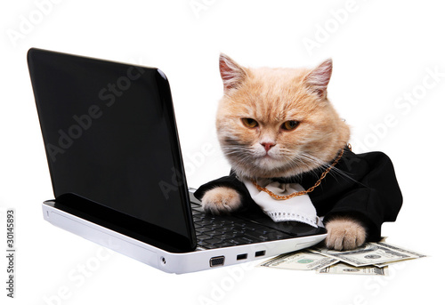 Red cat sitting on the laptop, dollar