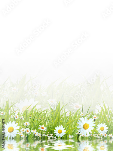 White camomiles and green grass as a background