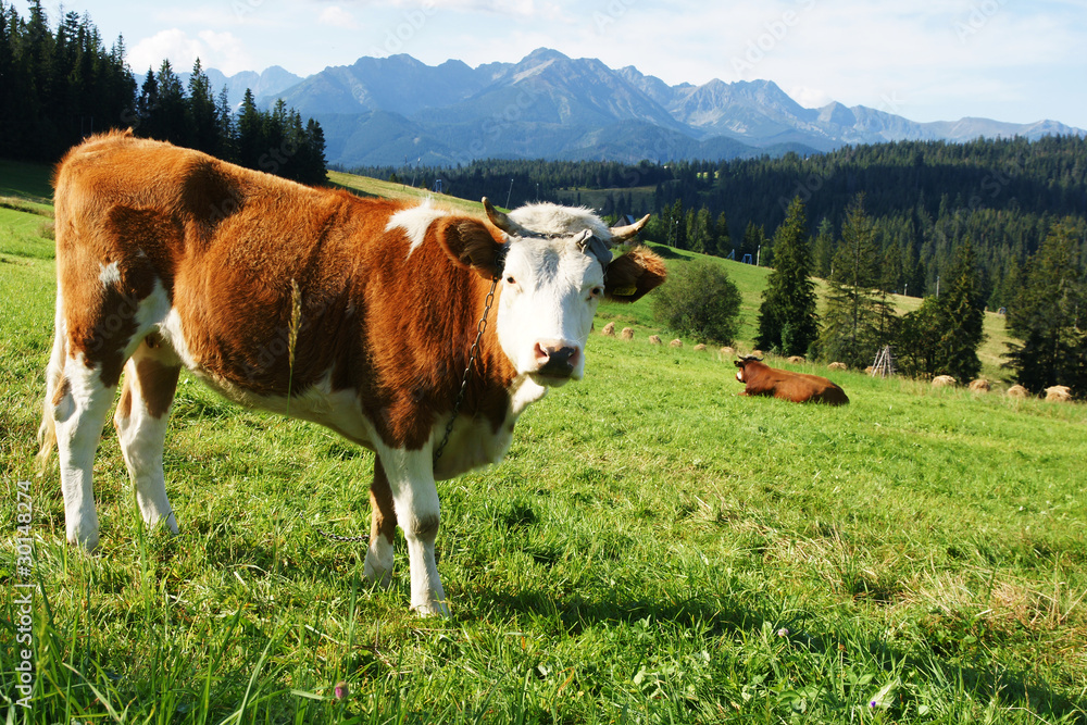 Cow on the background of Polish Tatra high mountains Cow on the background of Polish Tatra high mountains