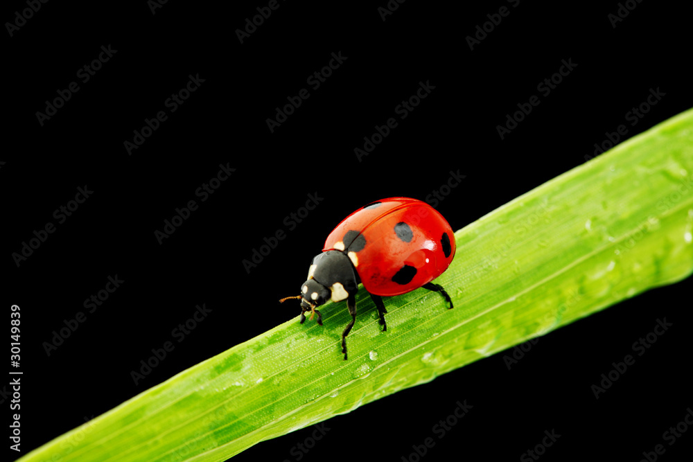 Fototapeta premium ladybug isolated on black
