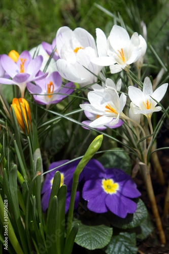 Obraz na płótnie crocuses w salonie