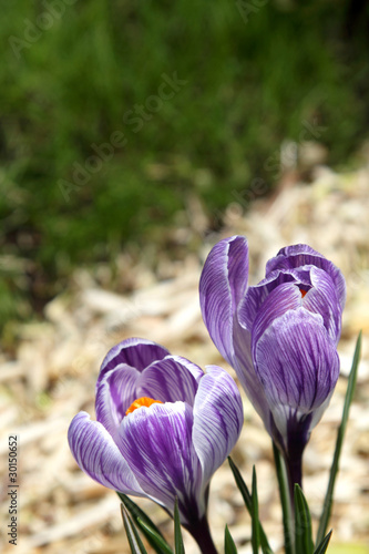 crocuses