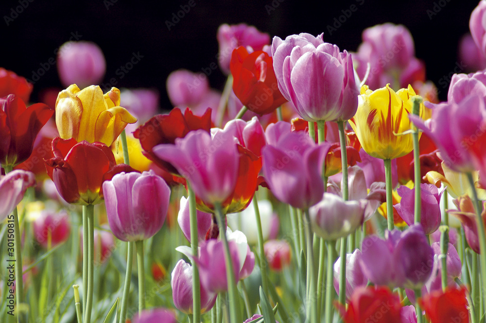 Tulpenfeld 2 Tulpenfeld 2