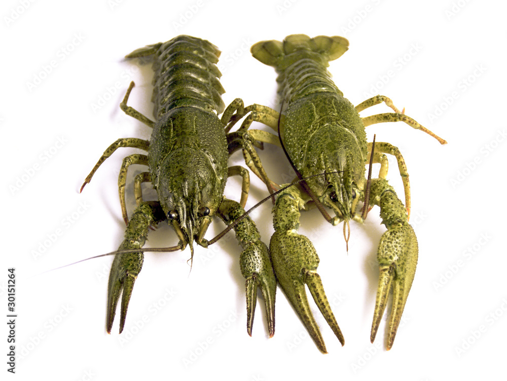 Crawfish Crawfish