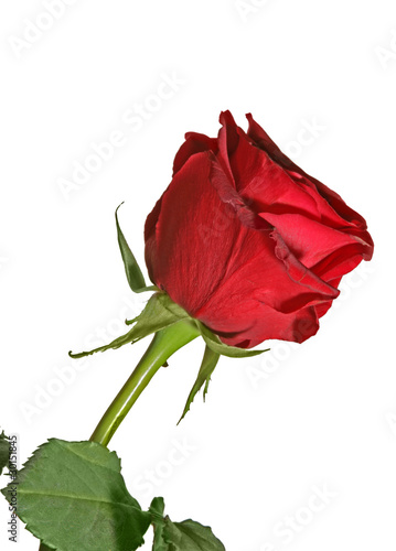 red rose isolated close up