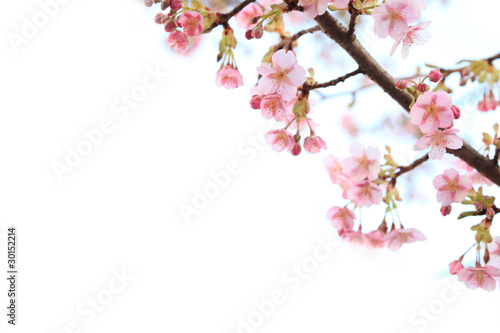 彼岸桜の背景素材