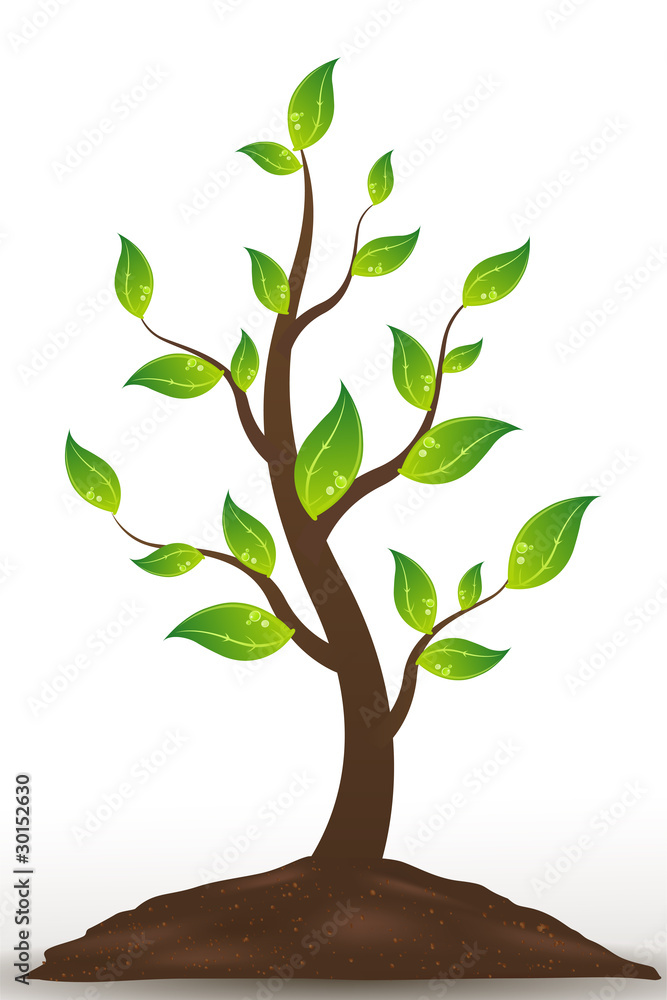 Obraz premium natural tree