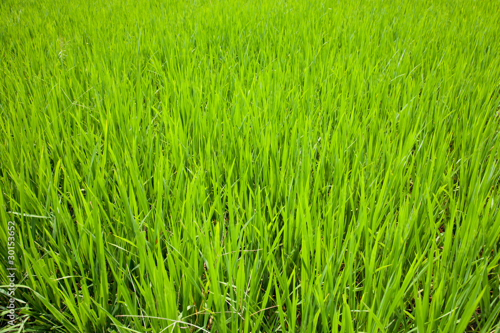 Fresh green paddy rice field
