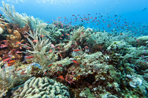 Coral garden Indonesia