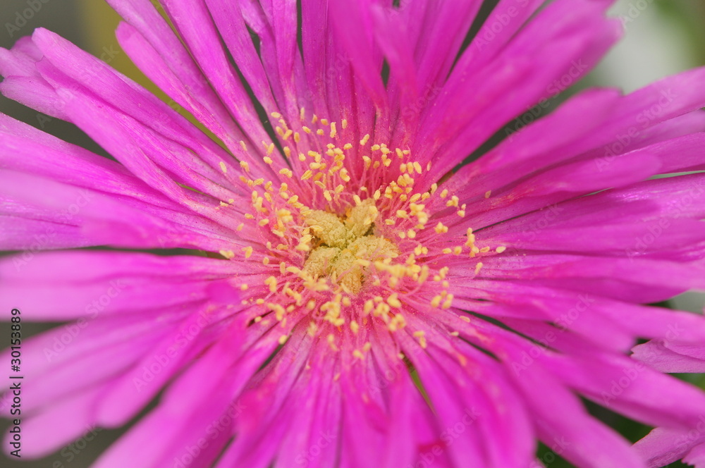 Pollen Pollen