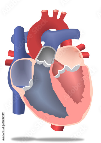 Corazon 2