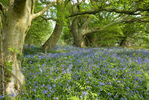 Fototapeta Naklejka Na Ścianę i Meble -  Bluebell Flowers and Beech Woodland