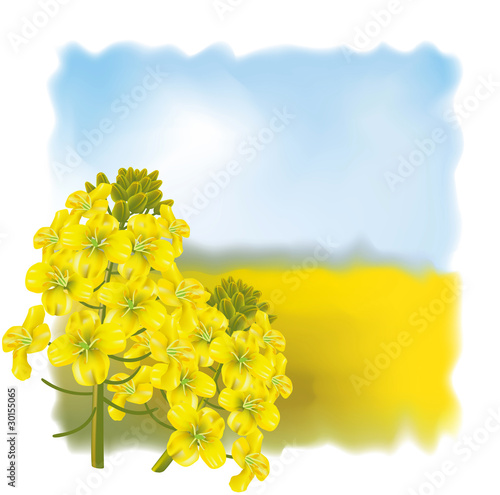 Rape flower on a background field.