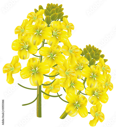 Rape flower (Brassica napus). Vector illustration.