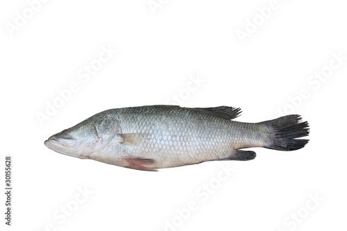 Bhetki fish isolated on white