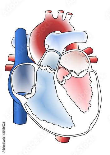 Corazon 3