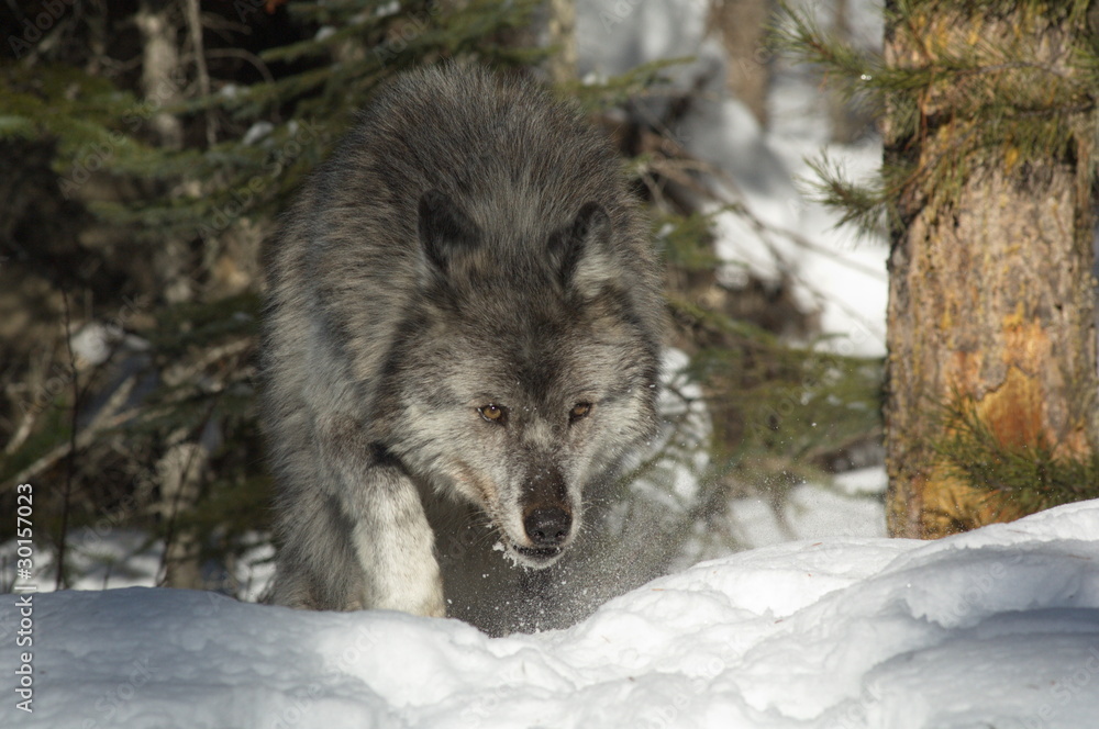 Gray Wolf Gray Wolf