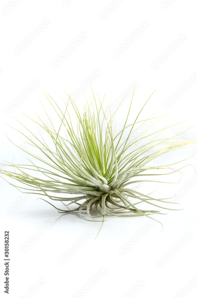 Tillandsias: 