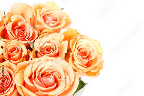 beautiful roses