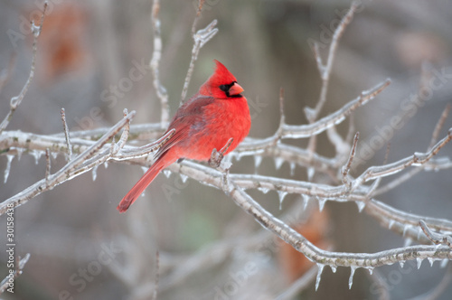 Northern Cardinal perched on branch © Tony Campbell