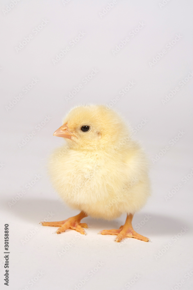 Baby chick