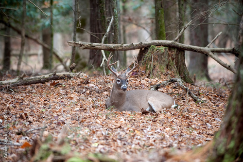 White-tailed deer buck bedded in woods