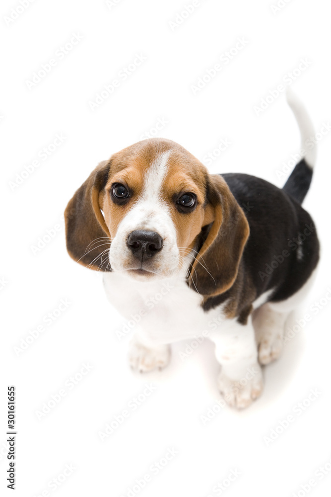 Beagle Baby Beagle Baby